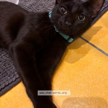 Photo 1/1 Blaky Chat lost in Le grau du roi