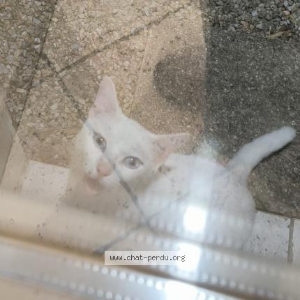 Photo 1/1 Found cat Found in Mervent