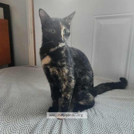 Photo 1/1 Leela Chat lost in Lac des loups