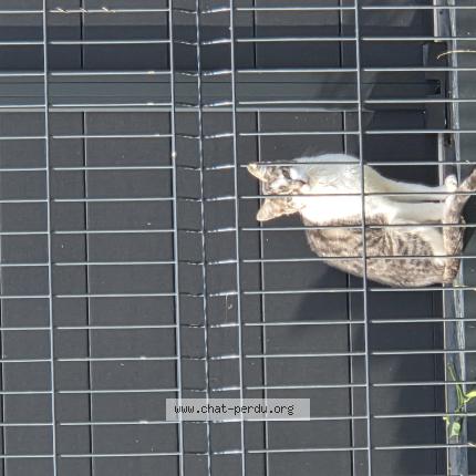 Photo 1/1 Found cat Found in Besancon