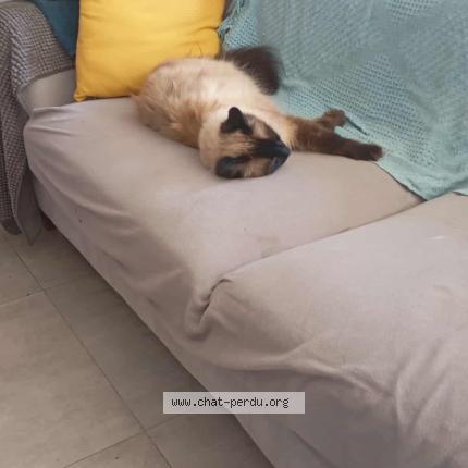 Photo 1/1 Ratatouille Chat lost in Miniac morvan