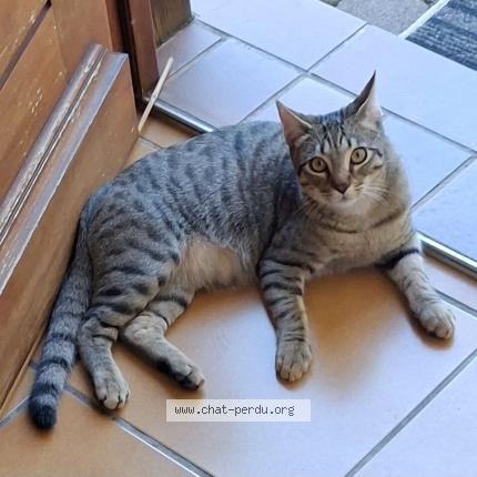 Photo 1/2 Léon Chat lost in Saint bonnet en champsaur