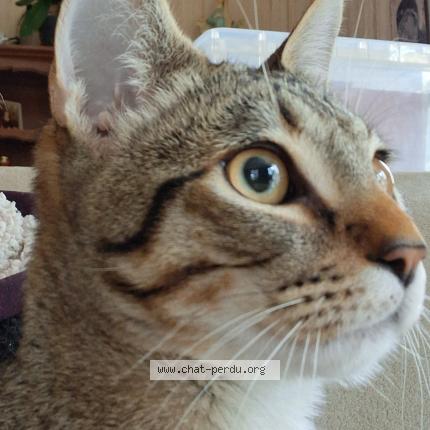 Photo 2/2 Léon Chat lost in Saint bonnet en champsaur