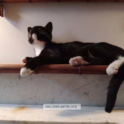 Photo 1/2 Alcaline Chat lost in La plaine sur mer