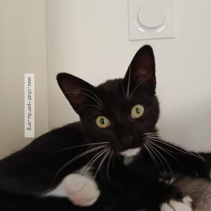 Photo 2/2 Alcaline Chat lost in La plaine sur mer