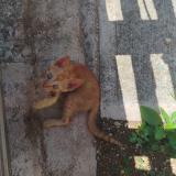 Picture of cat found at Uman