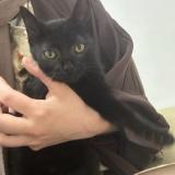 Picture of cat lost at Migennes