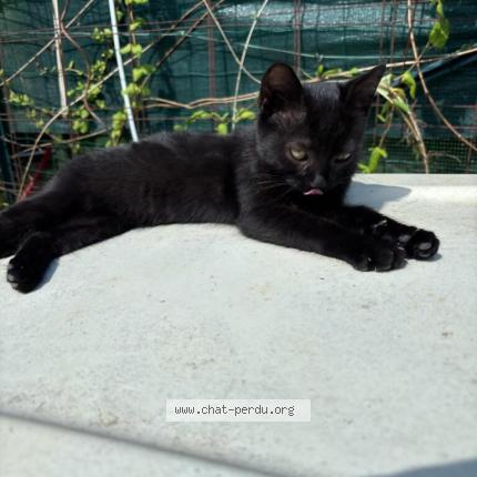 Photo 2/2 Akira Chat lost in Migennes