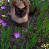 Picture of cat lost at Le Taillan Medoc