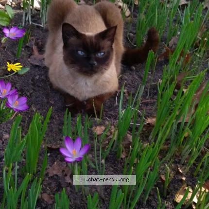 Photo 1/1 HIPPIE Chat lost in Le taillan medoc