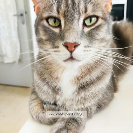 Photo 1/1 Gromatou Chat lost in Roiffieux