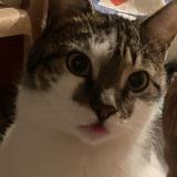 Picture of cat lost at Bras