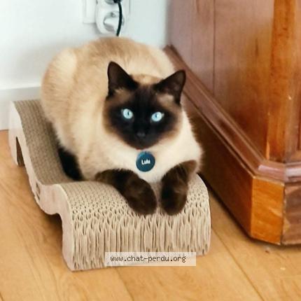 Photo 1/1 Lulu Chat lost in Vigneux de bretagne