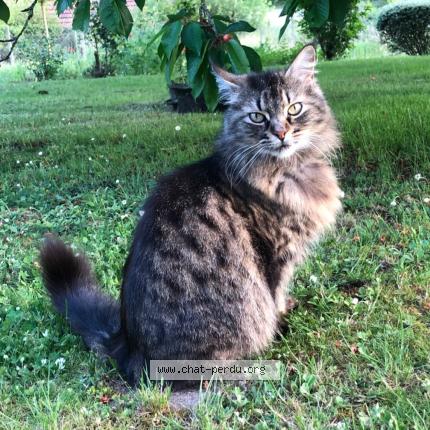 Photo 1/1 Capucine Chat lost in Peujard