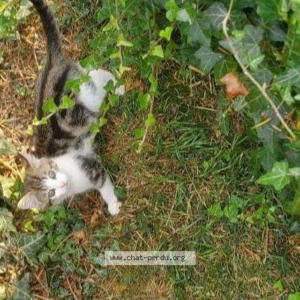 Photo 1/2 Sarabi Chat lost in Merri