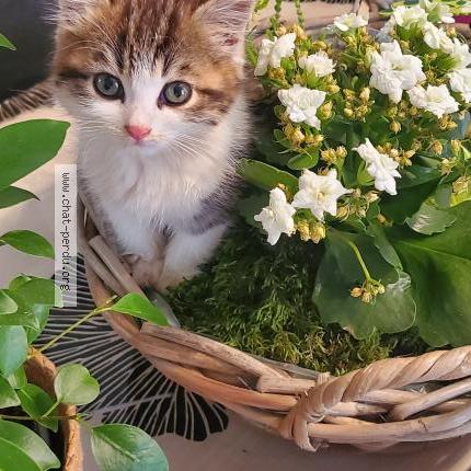 Photo 2/2 Sarabi Chat lost in Merri