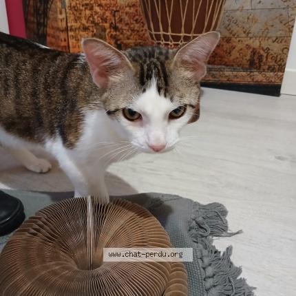 Photo 1/1 Jarvis Chat lost in Massingy