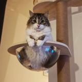 Picture of cat lost at Creissan