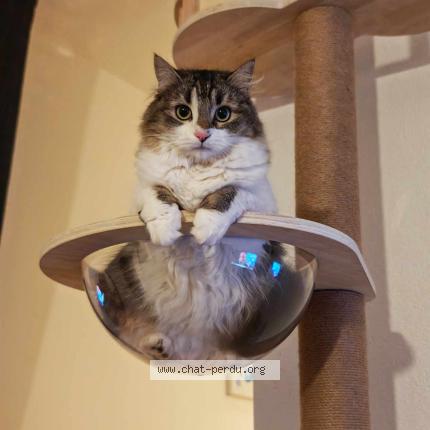 Photo 1/1 Jessie Chat lost in Creissan