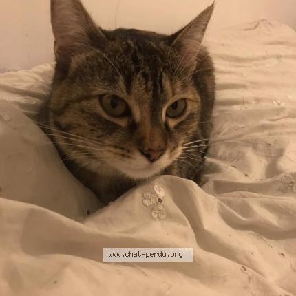 Photo 1/1 Chouquette Chat lost in Champigny sur marne