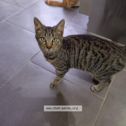 Photo 1/1 bull Chat lost in Evin malmaison