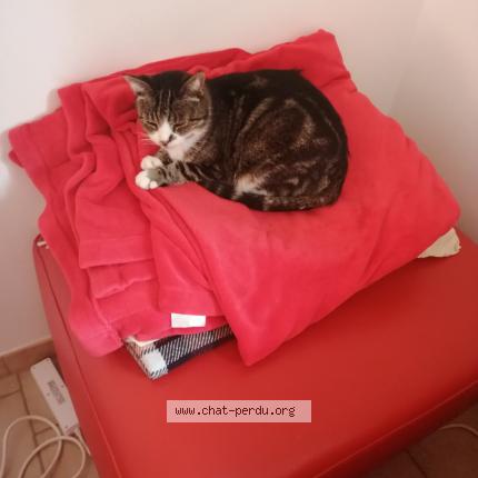 Foto 1/1 Kat teruggevonden Vermist in Bierges