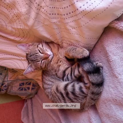 Photo 1/1 Salem Chat lost in Nancy