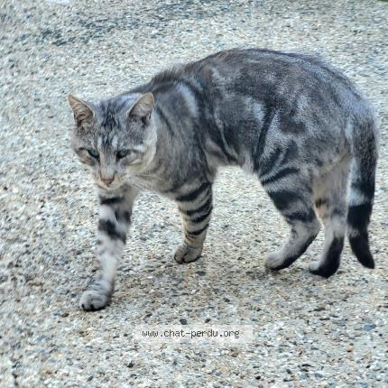 Photo 1/1 Found cat Found in St brieuc