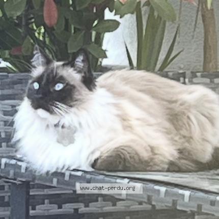 Photo 1/1 Quinoa Chat lost in La ciotat