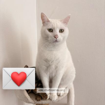 Photo 1/1 Plume Chat lost in Nevers