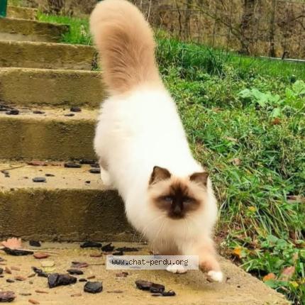 Photo 1/1 Sushi Chat lost in Vulbens