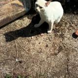 Picture of cat found at Saint Etienne De Fougeres