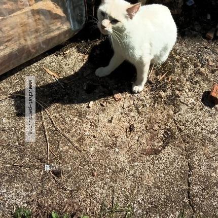 Photo 1/1 Found cat Found in Saint etienne de fougeres
