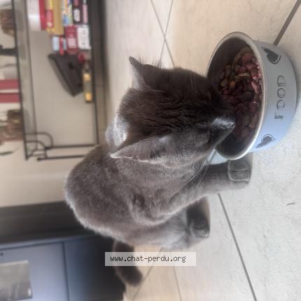 Photo 1/1 Found cat Found in Saint adrien