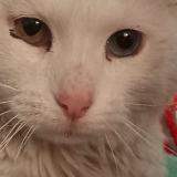 Picture of cat found at La Paz