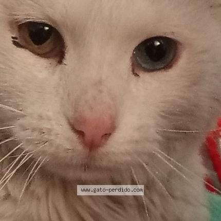 Photo 1/1 Found cat Found in La paz