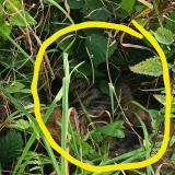 Picture of cat found at Conde Sur L Escaut