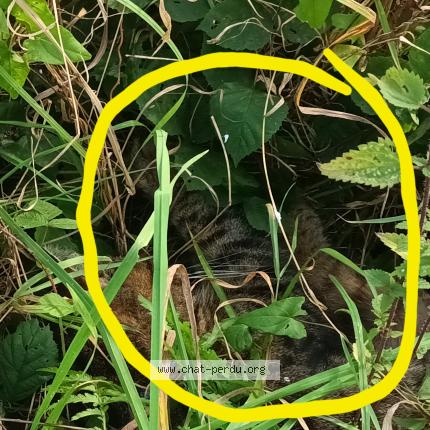 Photo 1/1 Found cat Found in Conde sur l escaut