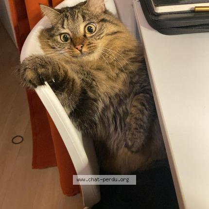 Photo 1/1 Mochy Chat lost in Lyon