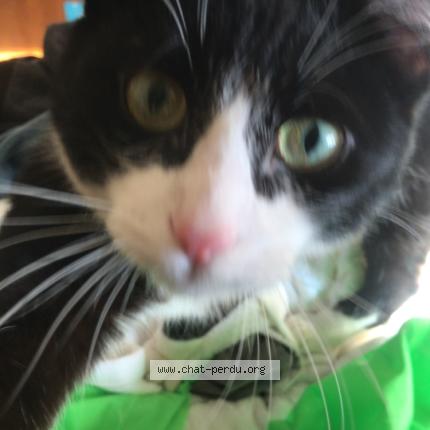 Photo 1/1 Milou Chat lost in Belle croix metz