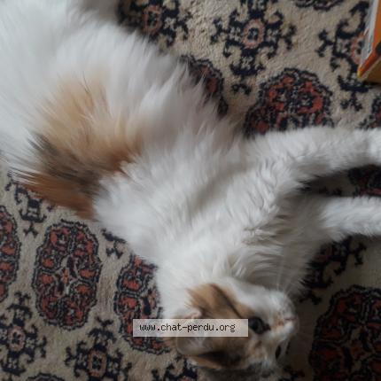 Photo 1/1 Fleur Chat lost in Chassieu