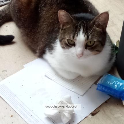 Photo 1/1 Choupette Chat lost in Est brieuc