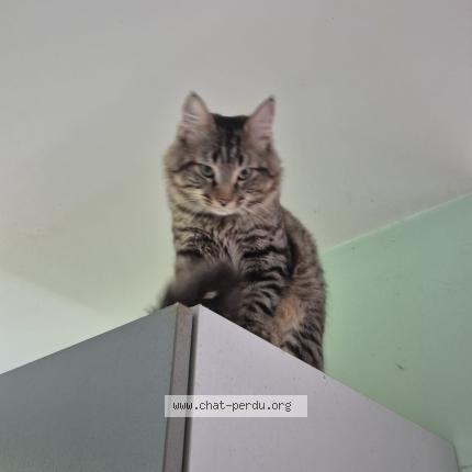 Photo 1/1 Kouromi Chat lost in Angles