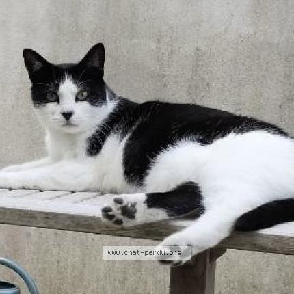 Photo 1/1 Eva Chat lost in Landevant