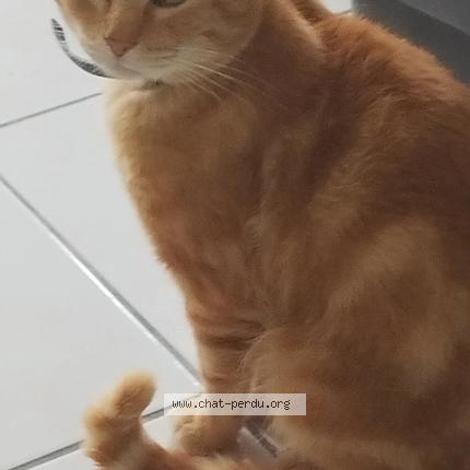 Photo 1/1 Pimousse Chat lost in Lecousse