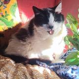 Picture of cat lost at Champigny Sur Marne