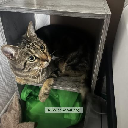 Photo 1/1 Asmar Chat lost in Amiens