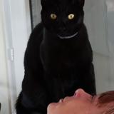 Picture of cat lost at Fleac