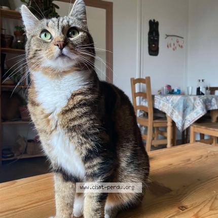 Photo 1/1 Patchouli Chat lost in Thury