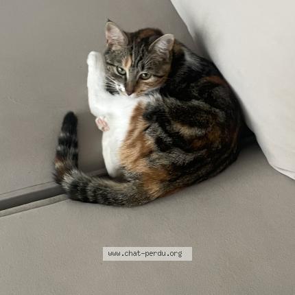 Photo 1/1 Nala Chat lost in Valenton